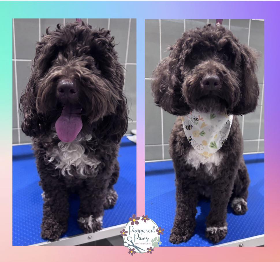 Beautifully groomed cockapoo wearing a patterned bandana at Pampered Paws