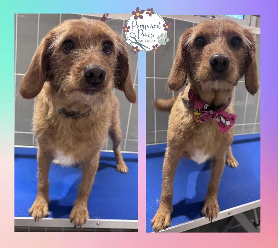 Before and after grooming of a terrier mix at Pampered Paws