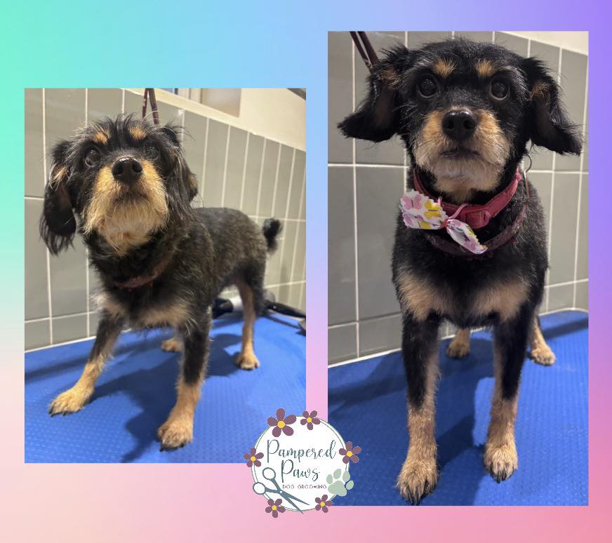 Before and after grooming of a small mixed breed dog at Pampered Paws