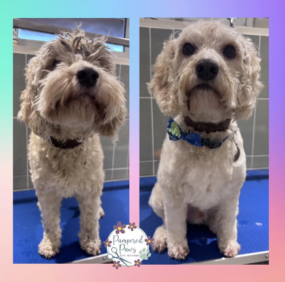 Before and after dog grooming transformation at Pampered Paws — a cockapoo looking fresh and beautifully groomed